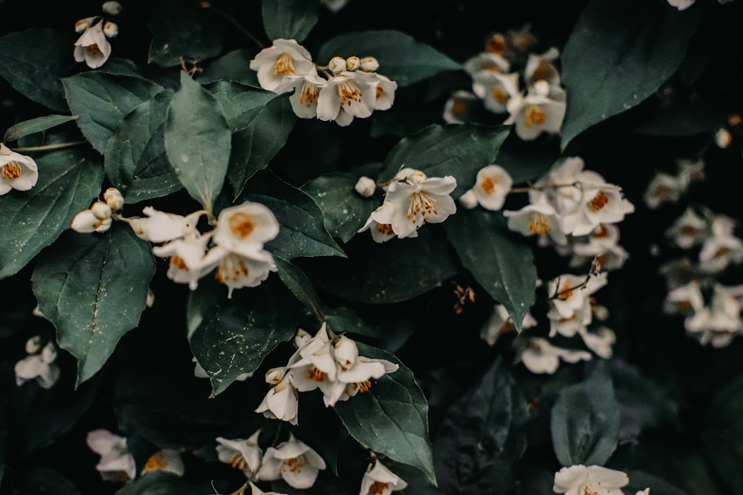 The Fragrant Beauty of Thai Jasmine