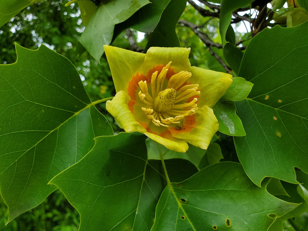 Discovering the Beauty of the Kentucky State Tree